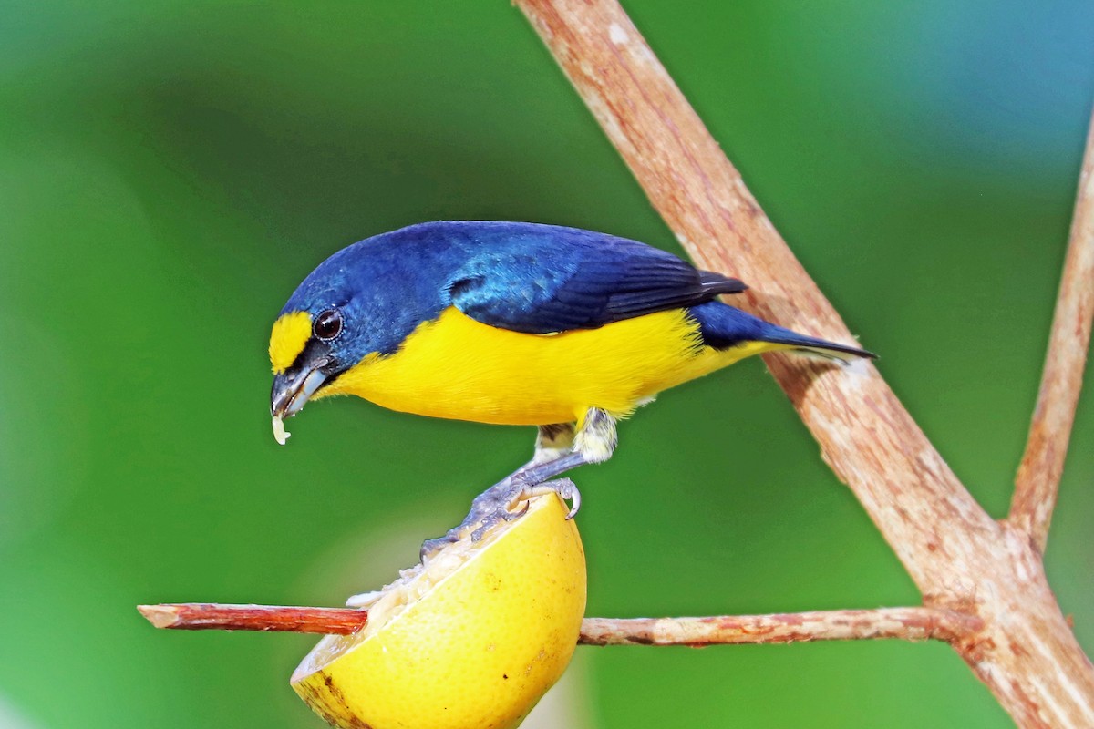 Yellow-throated Euphonia - Greg  Griffith