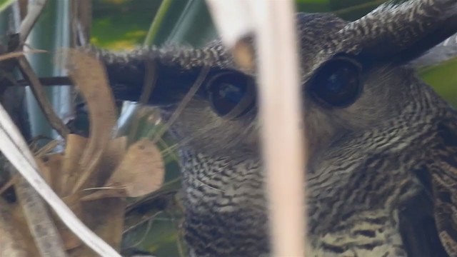 Barred Eagle-Owl - ML213568481