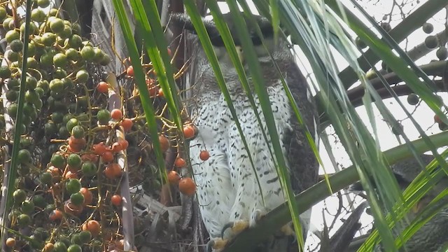 Barred Eagle-Owl - ML213568551
