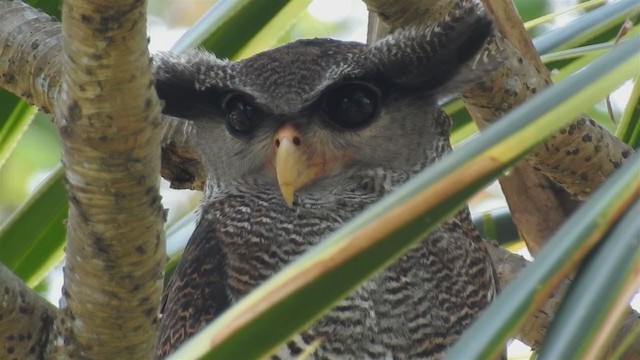 Barred Eagle-Owl - ML213568631