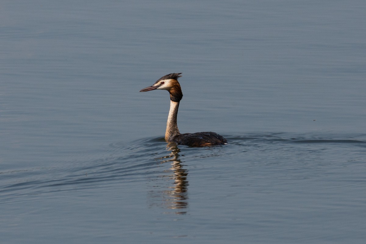 Great Crested Grebe - ML213568731