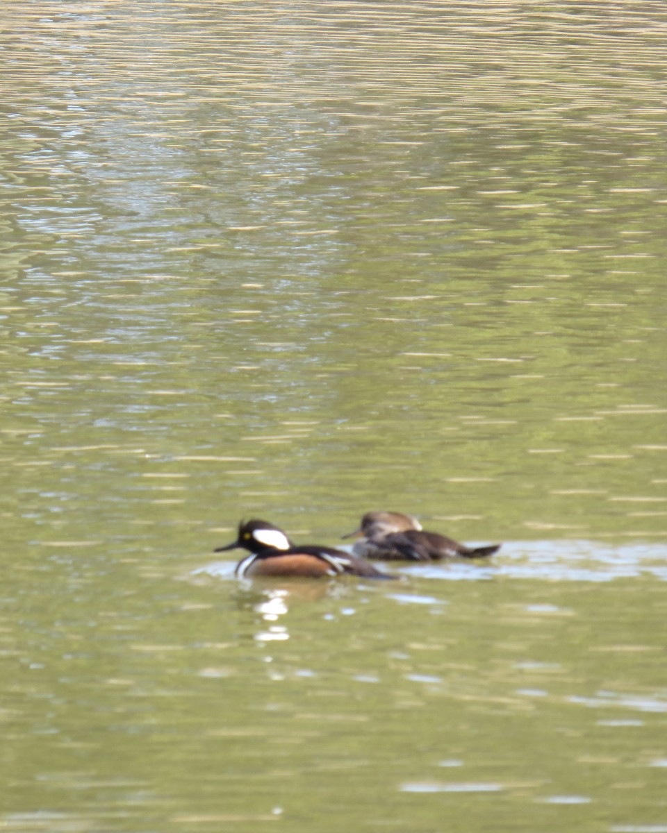 Hooded Merganser - ML213568931