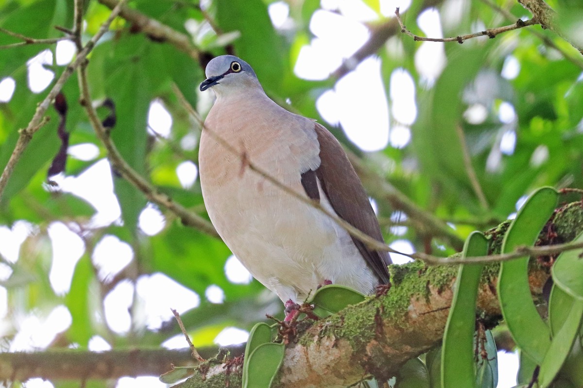 Gray-headed Dove - Greg  Griffith