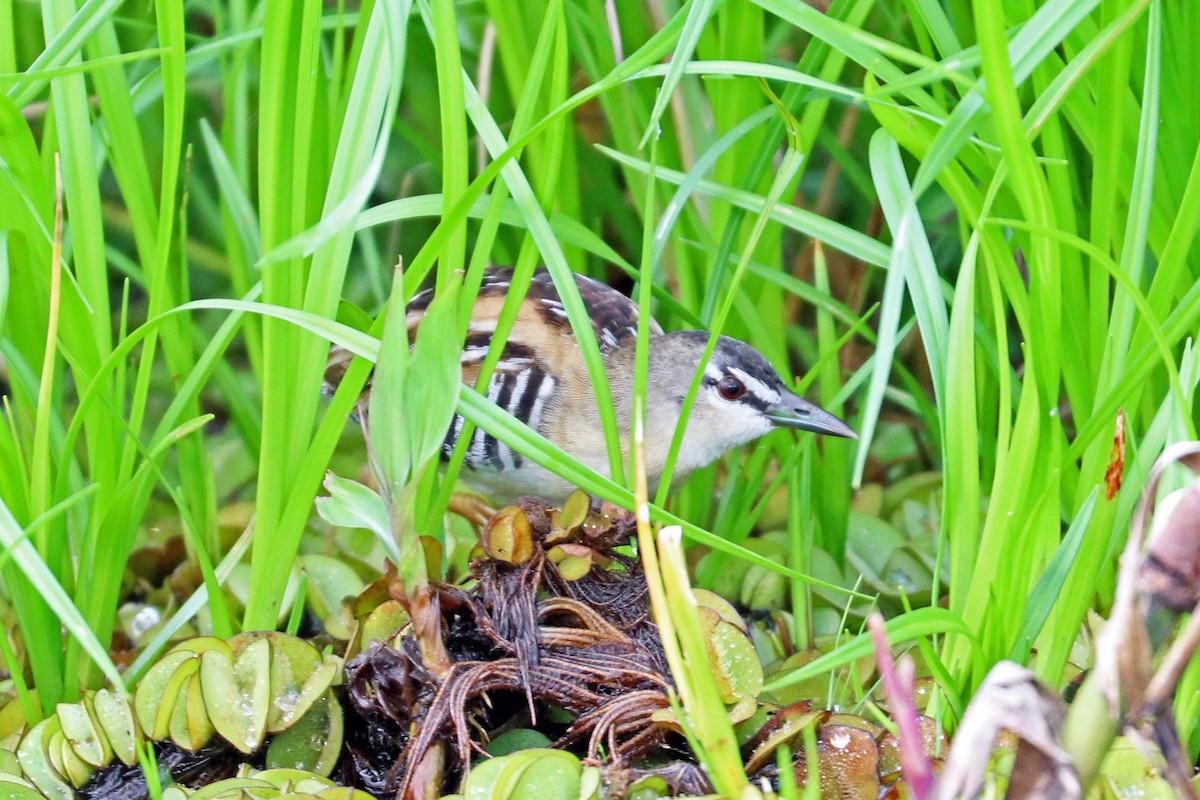 Yellow-breasted Crake - Greg  Griffith