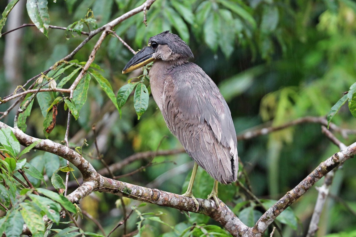 Boat-billed Heron - Greg  Griffith