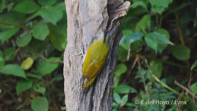 Gray-headed Woodpecker (Black-naped) - ML213569701