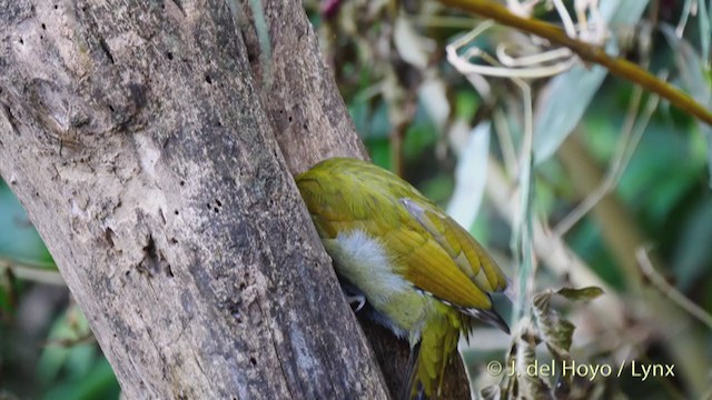 Gray-headed Woodpecker (Black-naped) - ML213569721