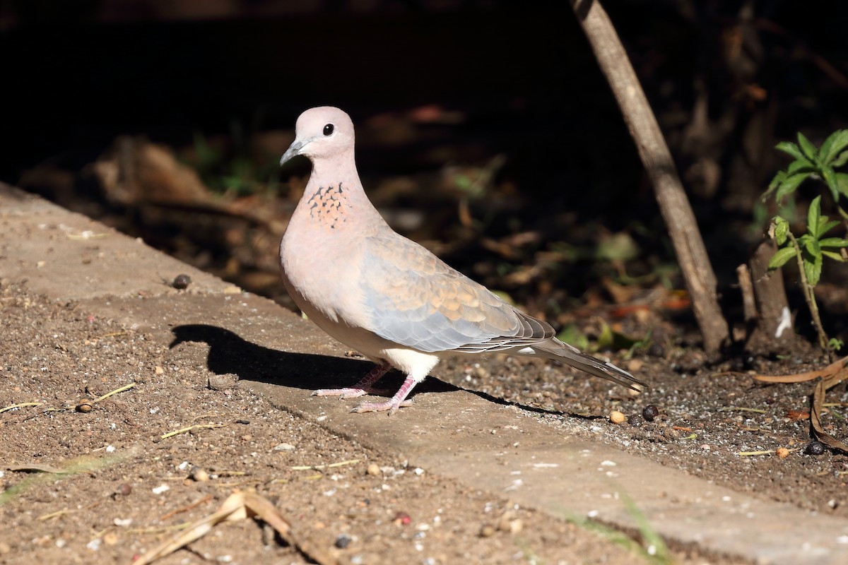Laughing Dove - ML213569981