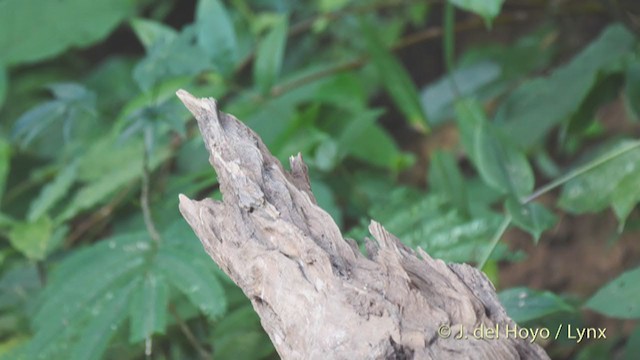 Rusty-capped Fulvetta - ML213570451