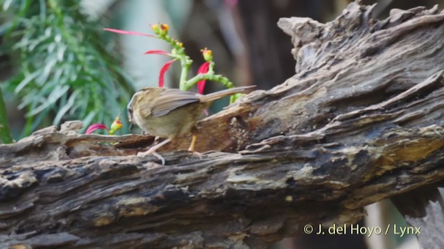 Rusty-capped Fulvetta - ML213570491