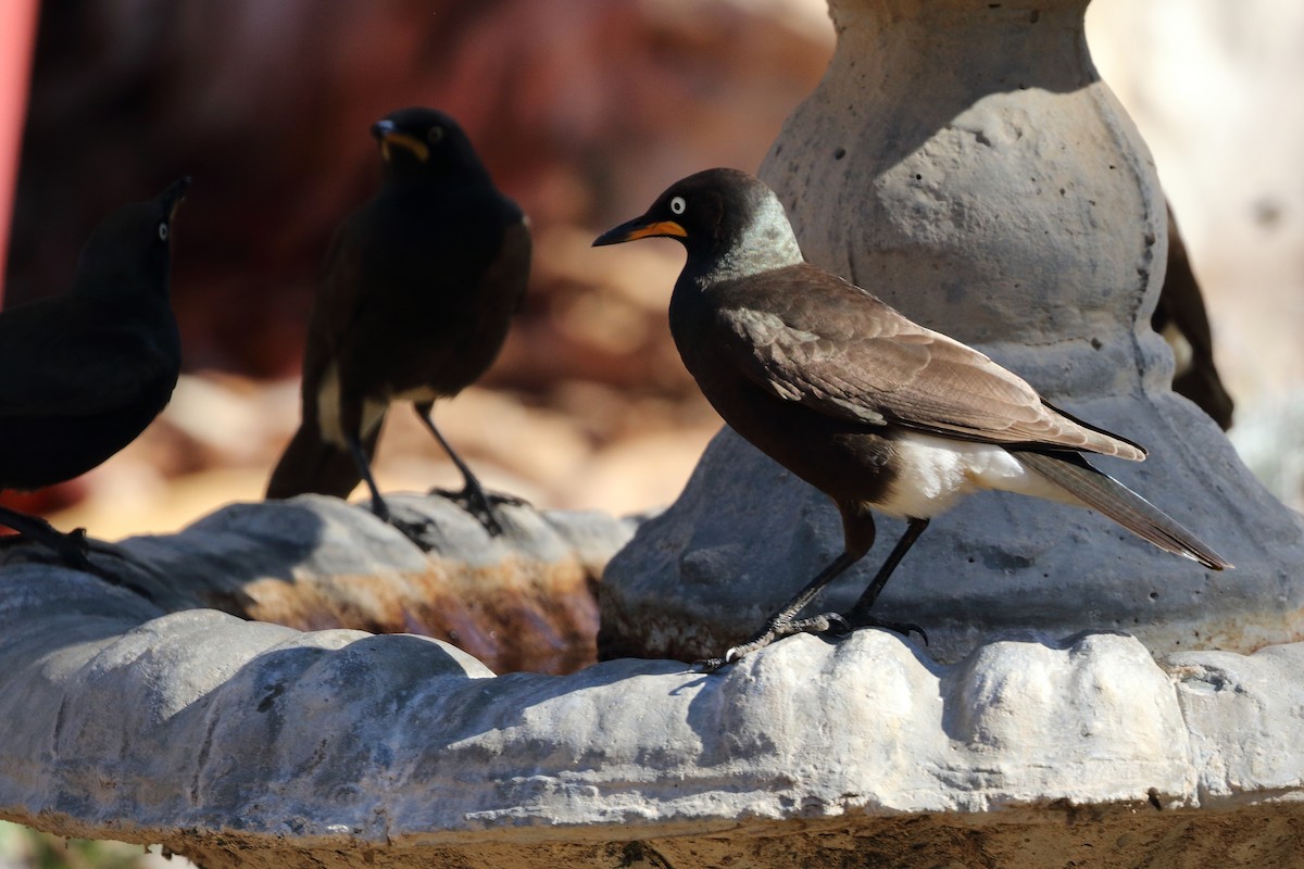 African Pied Starling - ML213570521