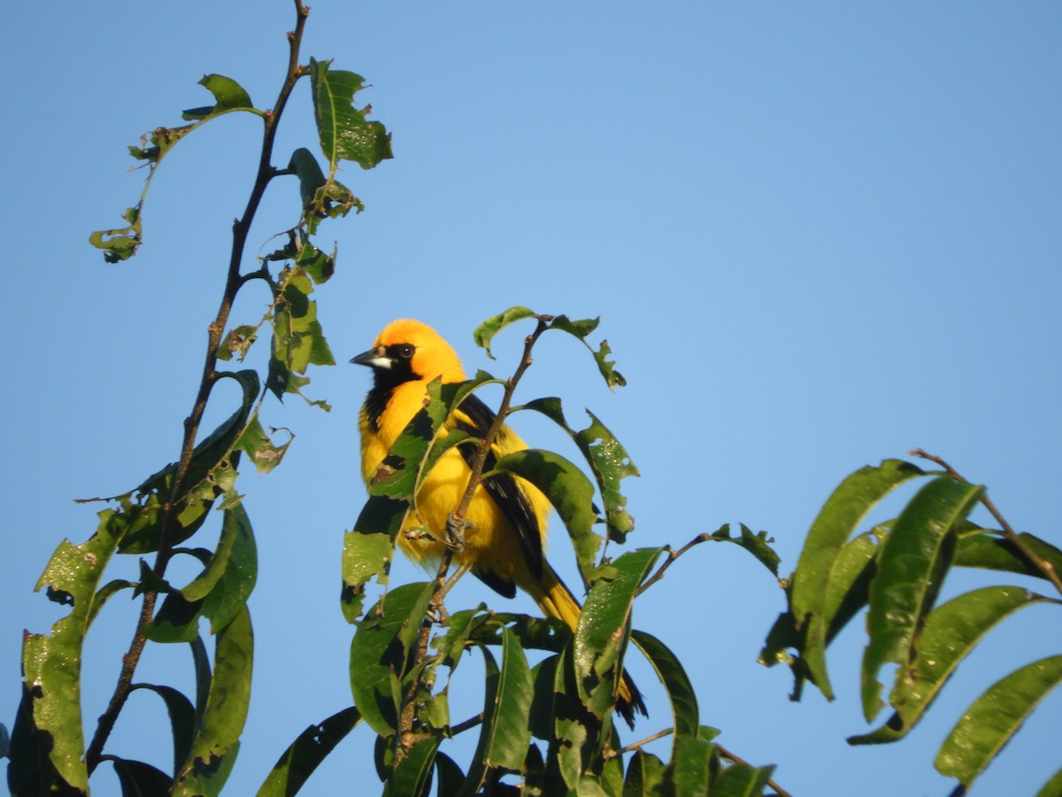 Yellow-tailed Oriole - ML213570561