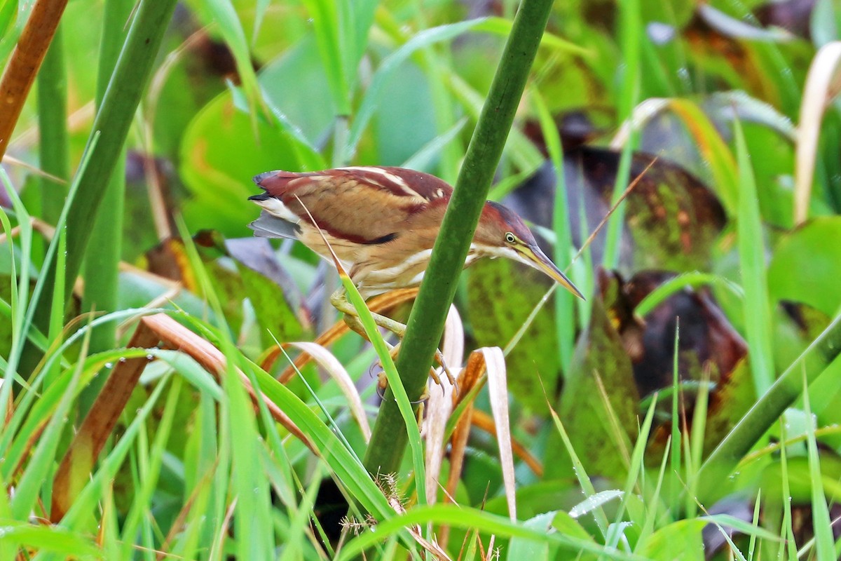 Least Bittern - ML213570601