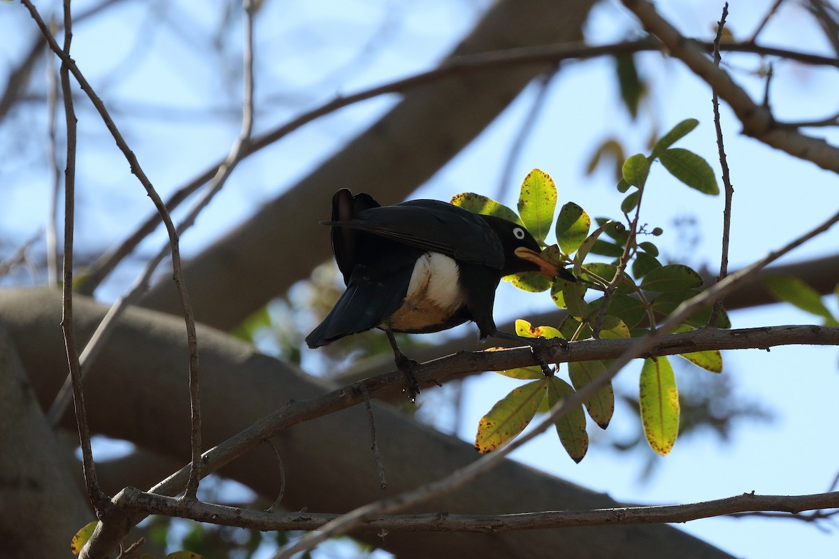 African Pied Starling - ML213570921