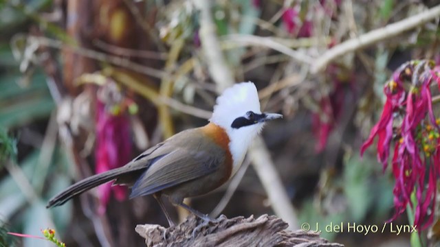 White-crested Laughingthrush - ML213571141