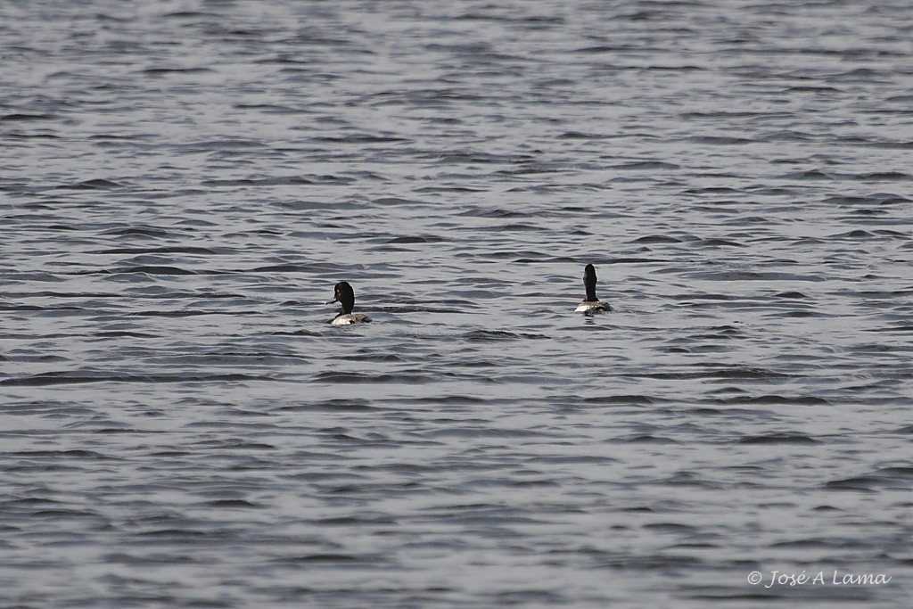 Lesser Scaup - ML213571381