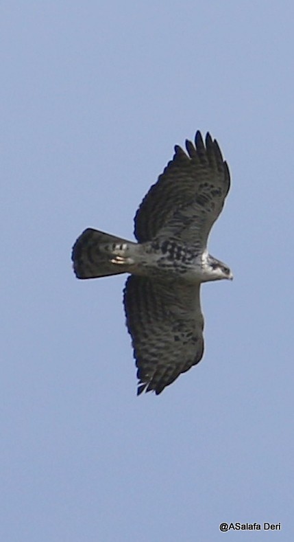 Águila de Ayres - ML213571641