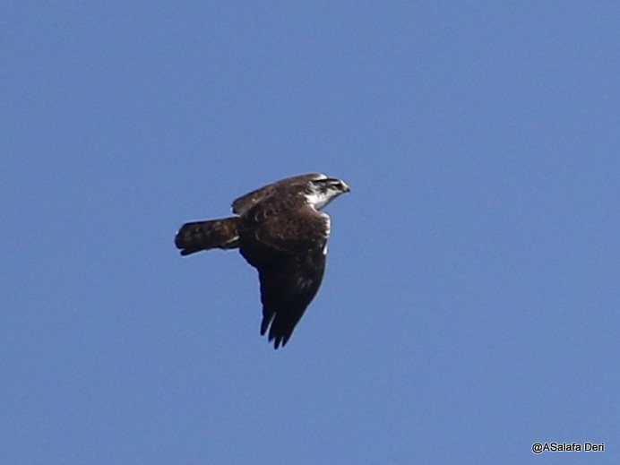 Águila de Ayres - ML213571671