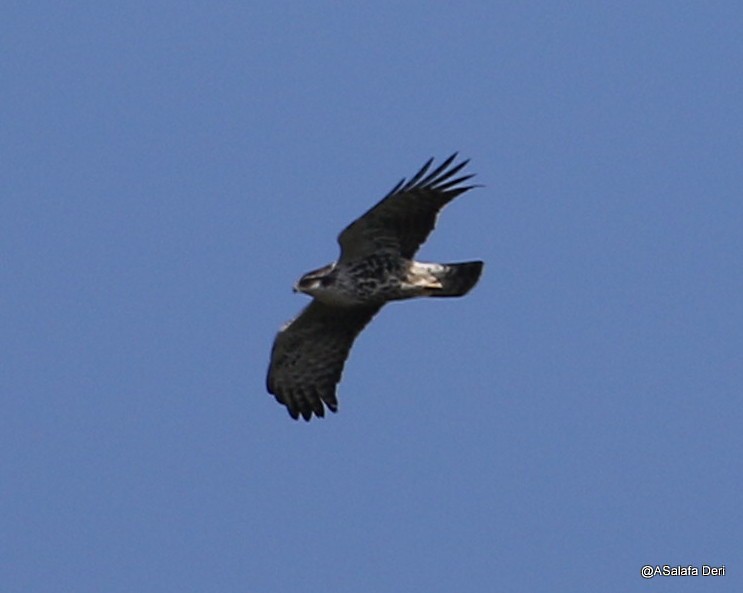 Águila de Ayres - ML213571681
