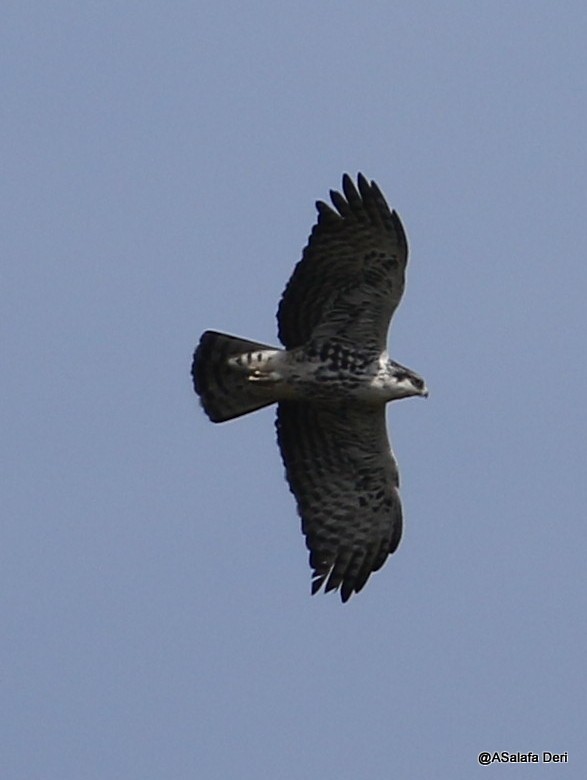 Águila de Ayres - ML213571971