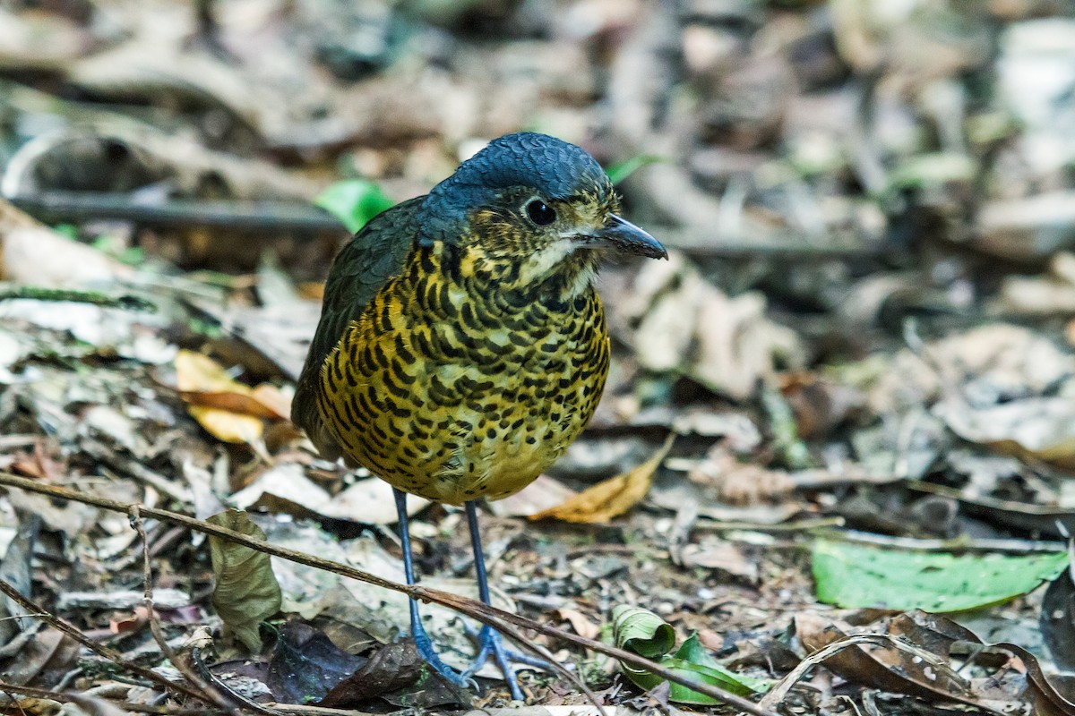 Undulated Antpitta - ML213572461