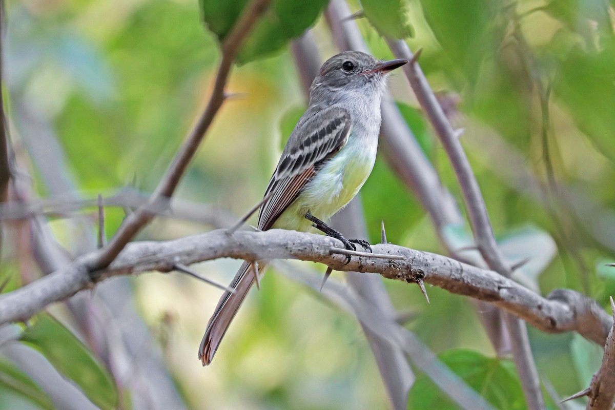 Nutting's Flycatcher - ML213573991