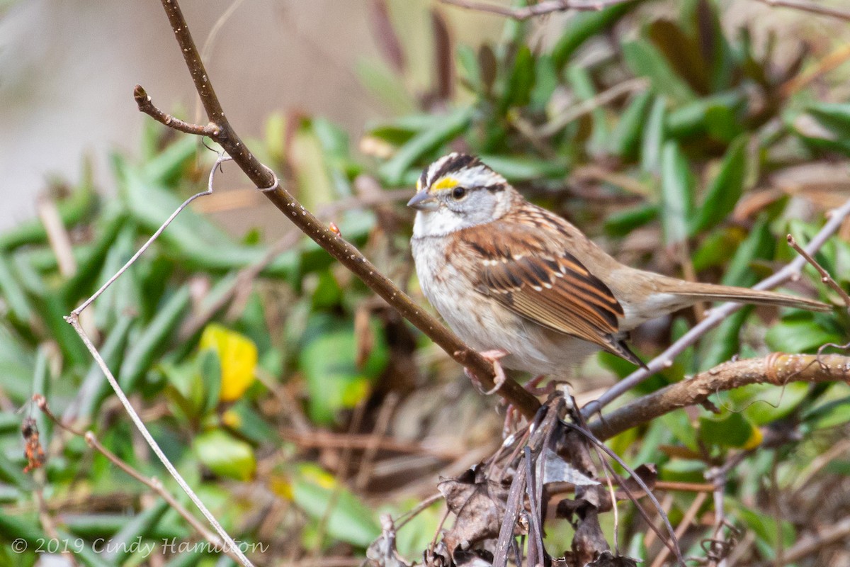 White-throated Sparrow - ML213575541