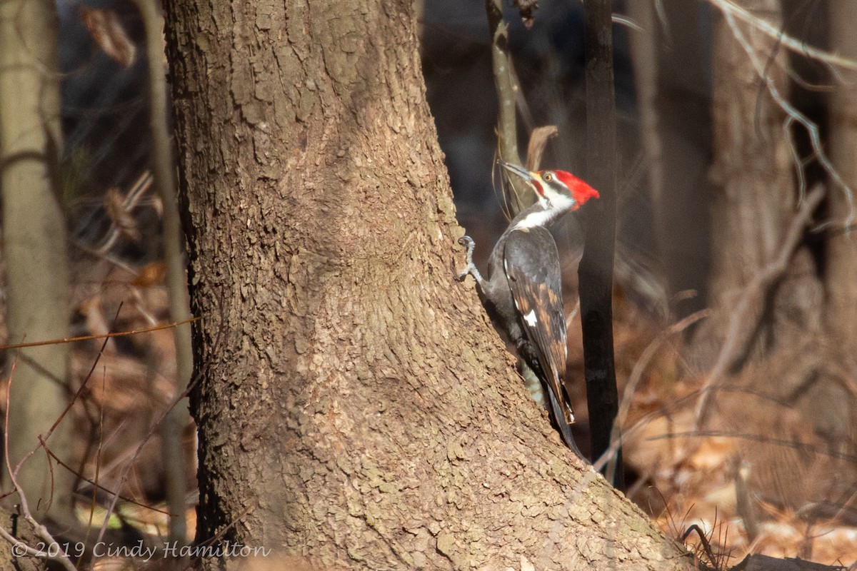 Pileated Woodpecker - ML213575631