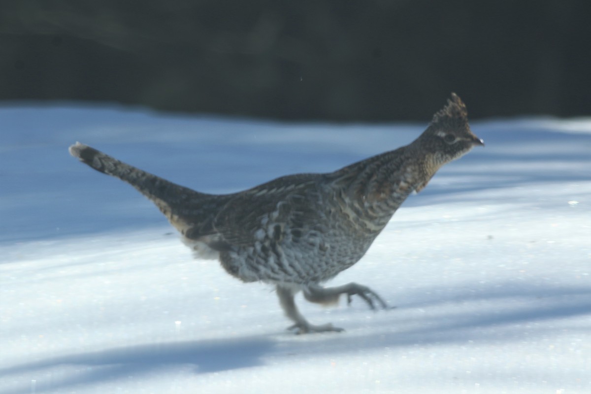 Ruffed Grouse - Margaret Viens