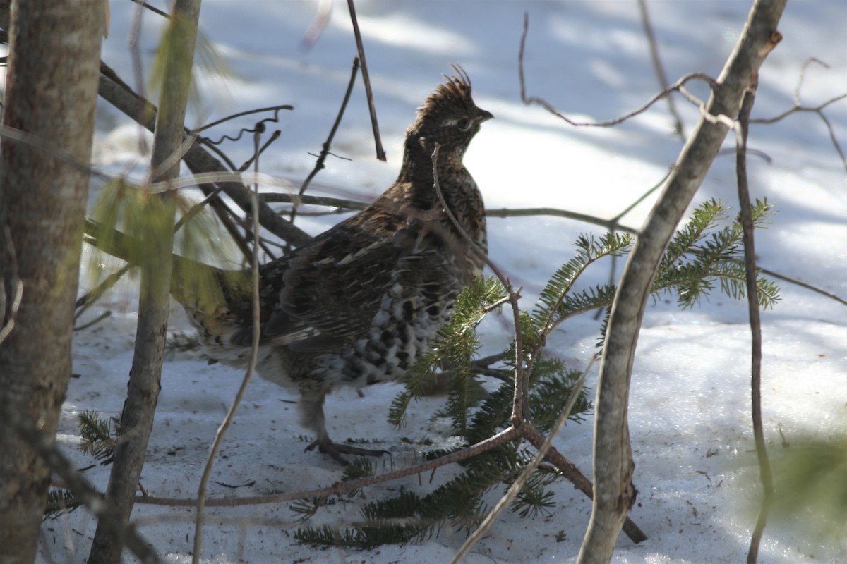 Ruffed Grouse - ML213576401