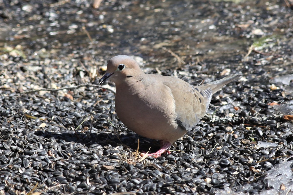 Mourning Dove - ML213576411