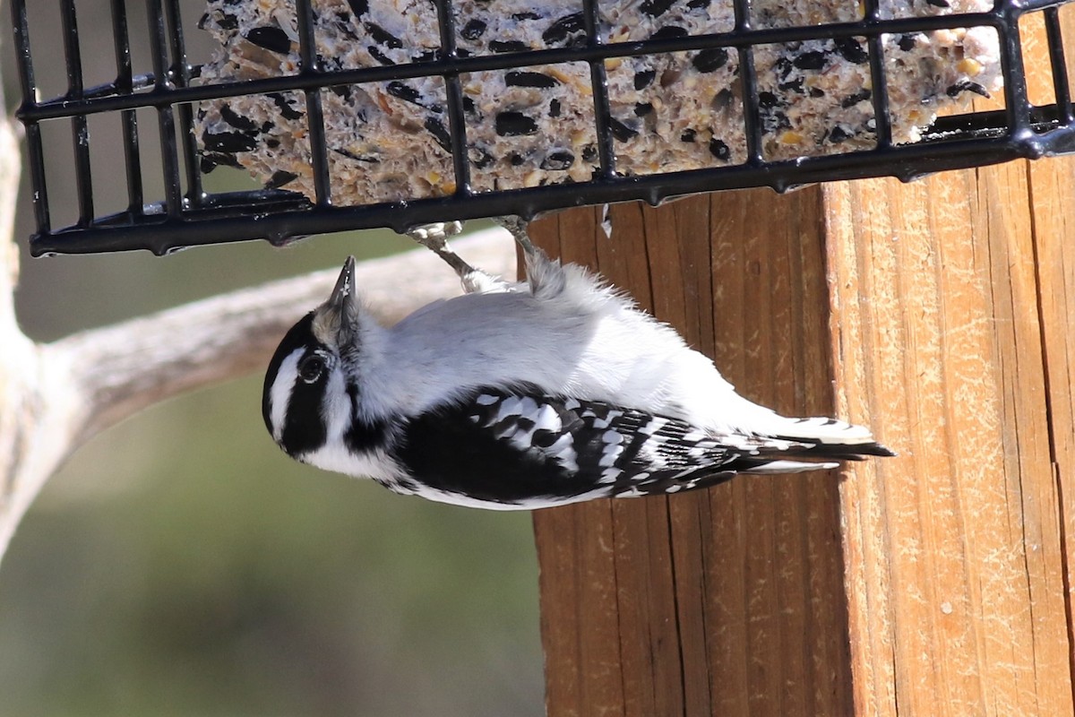 Downy Woodpecker - ML213576451