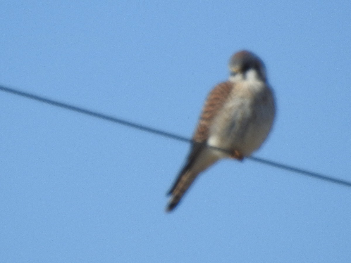 American Kestrel - ML213577841