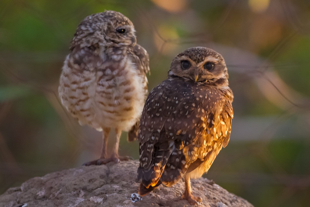 Burrowing Owl - ML213579621