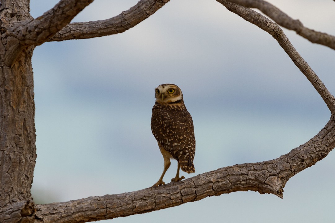 Burrowing Owl - ML213579641