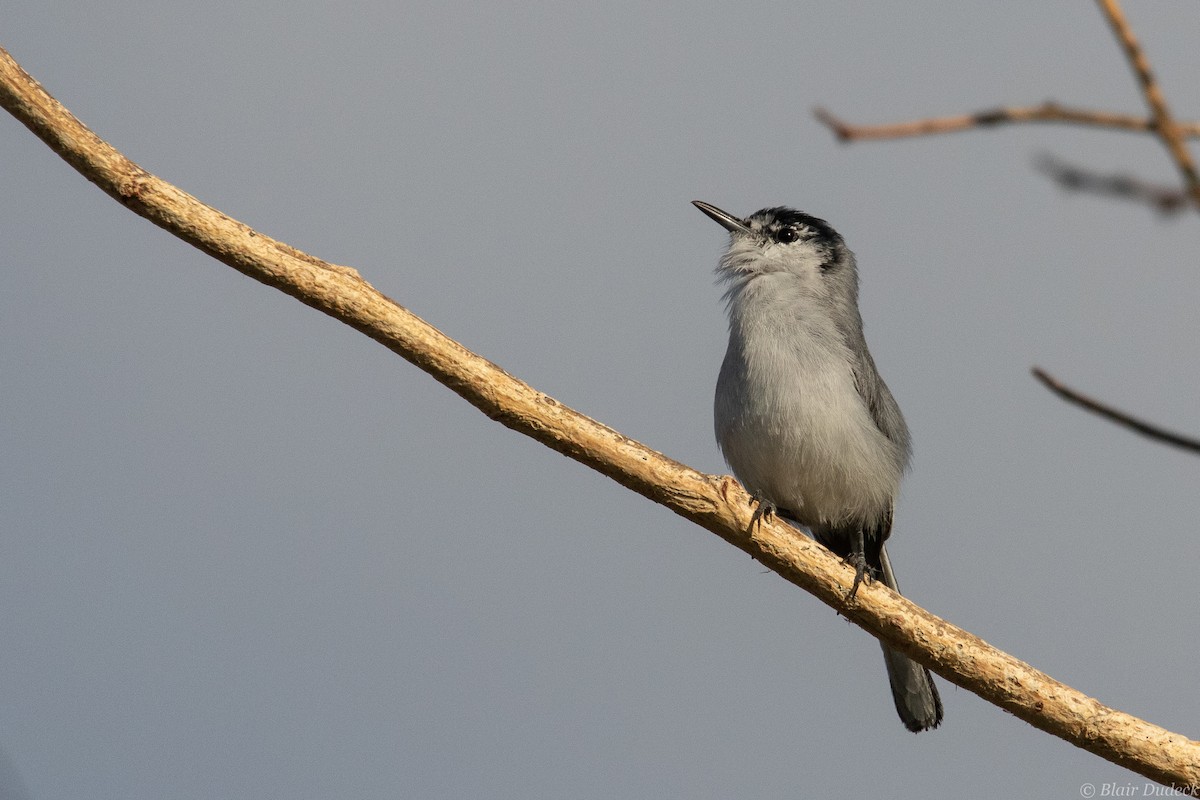 White-lored Gnatcatcher - ML213580601