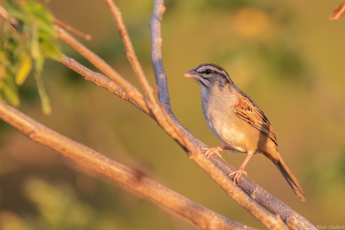 Cinnamon-tailed Sparrow - Blair Dudeck