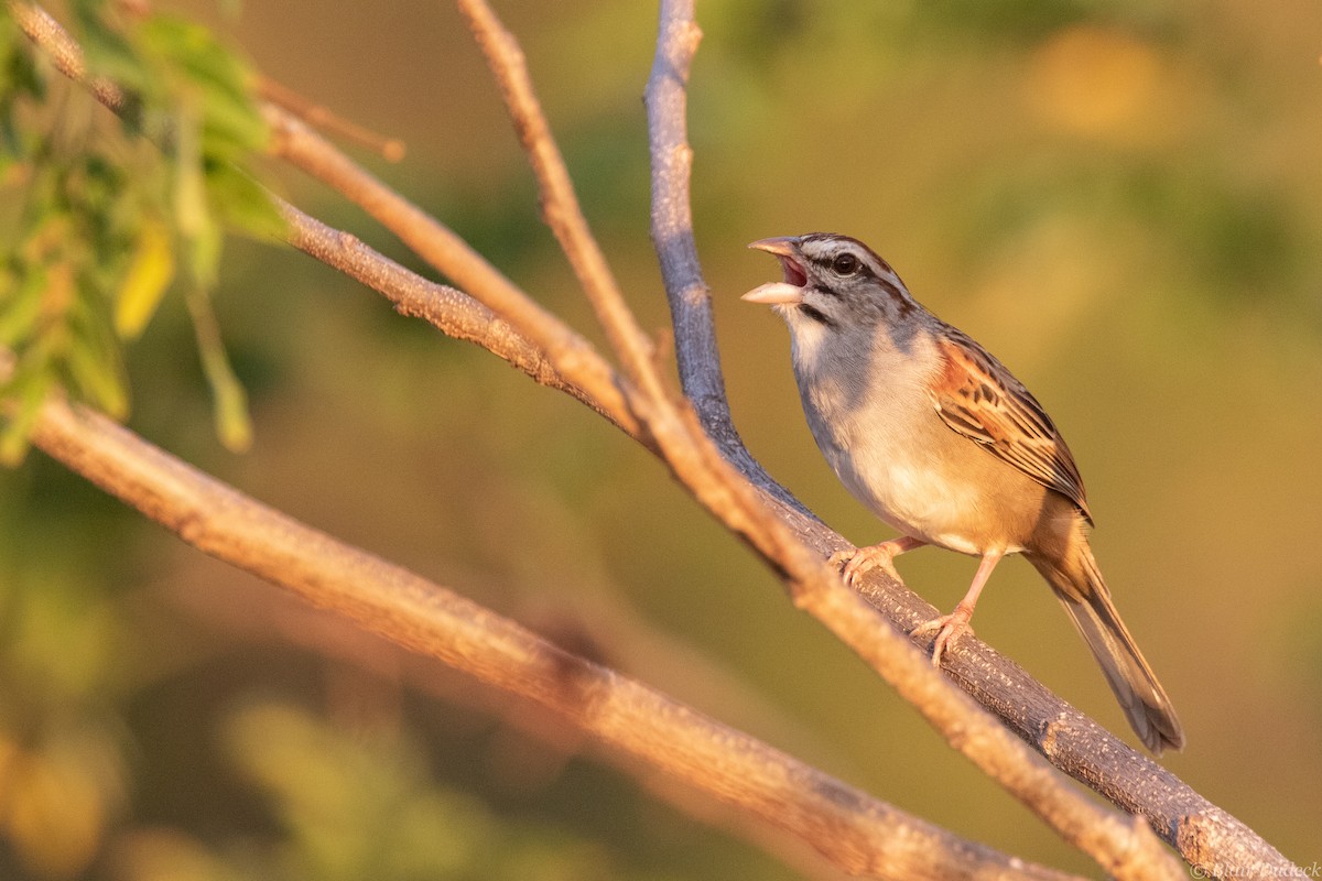 Cinnamon-tailed Sparrow - Blair Dudeck