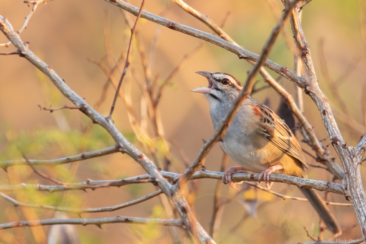 Cinnamon-tailed Sparrow - Blair Dudeck