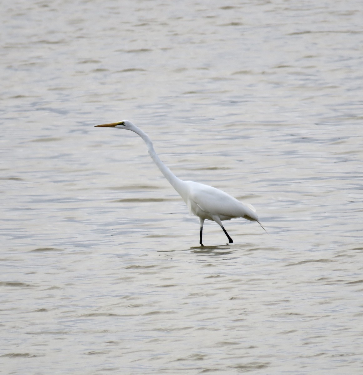 Great Egret - ML213581021