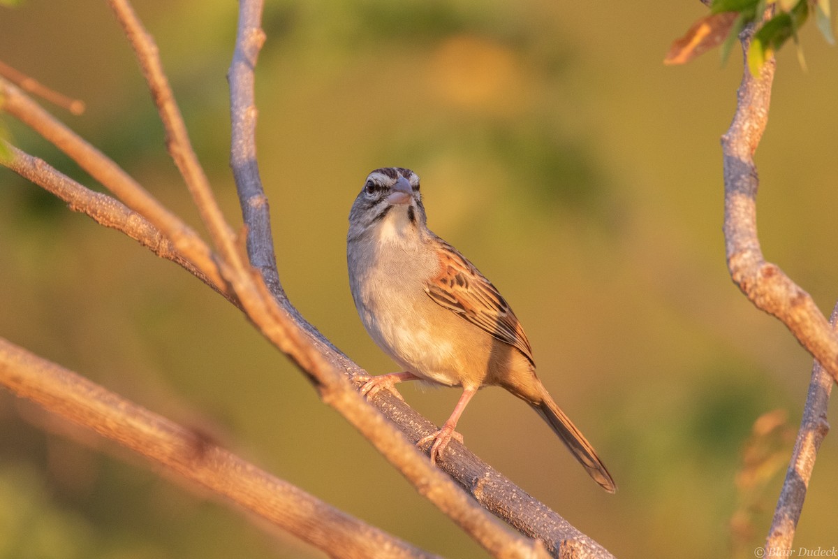 Cinnamon-tailed Sparrow - Blair Dudeck