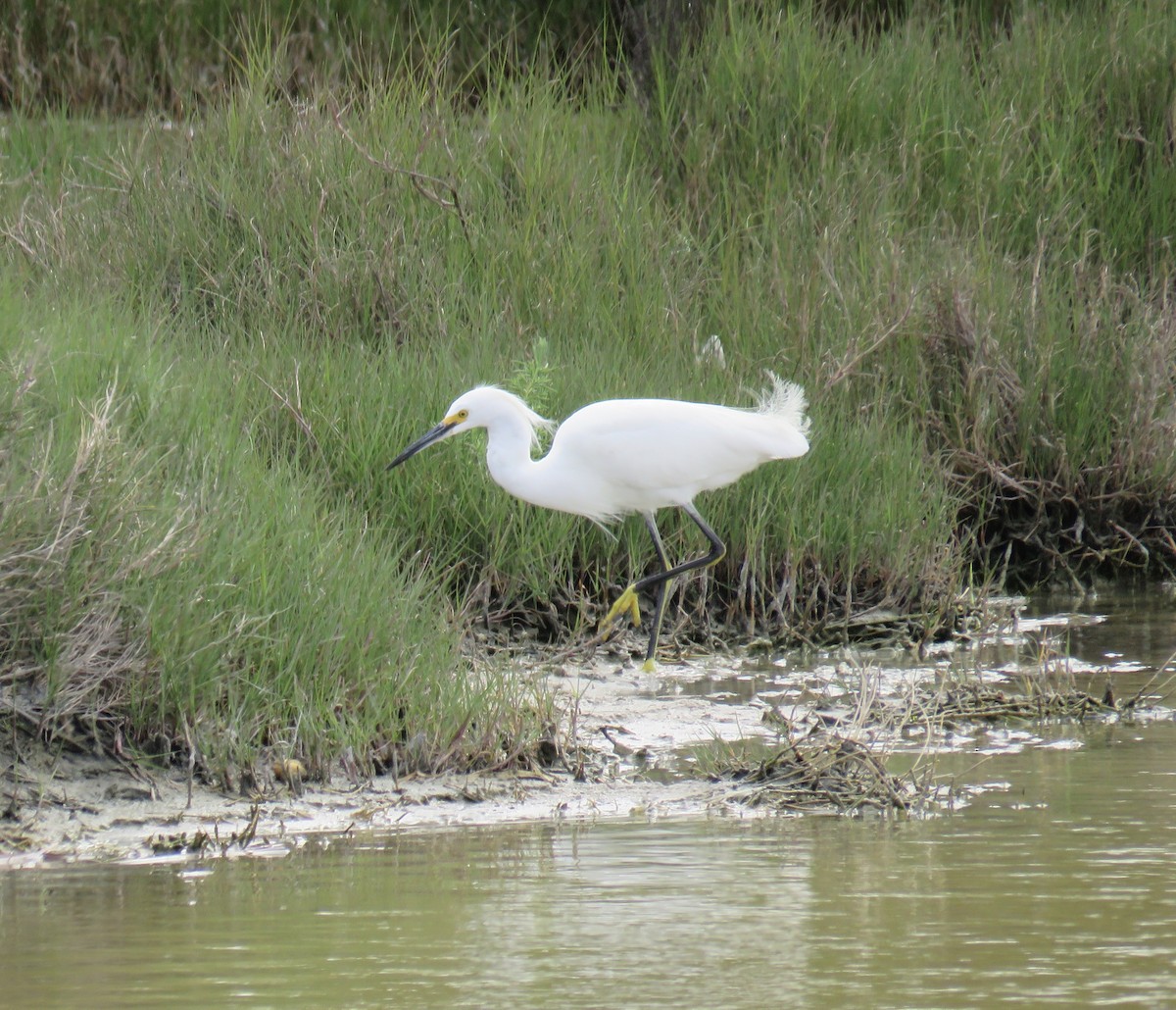 Snowy Egret - ML213581161