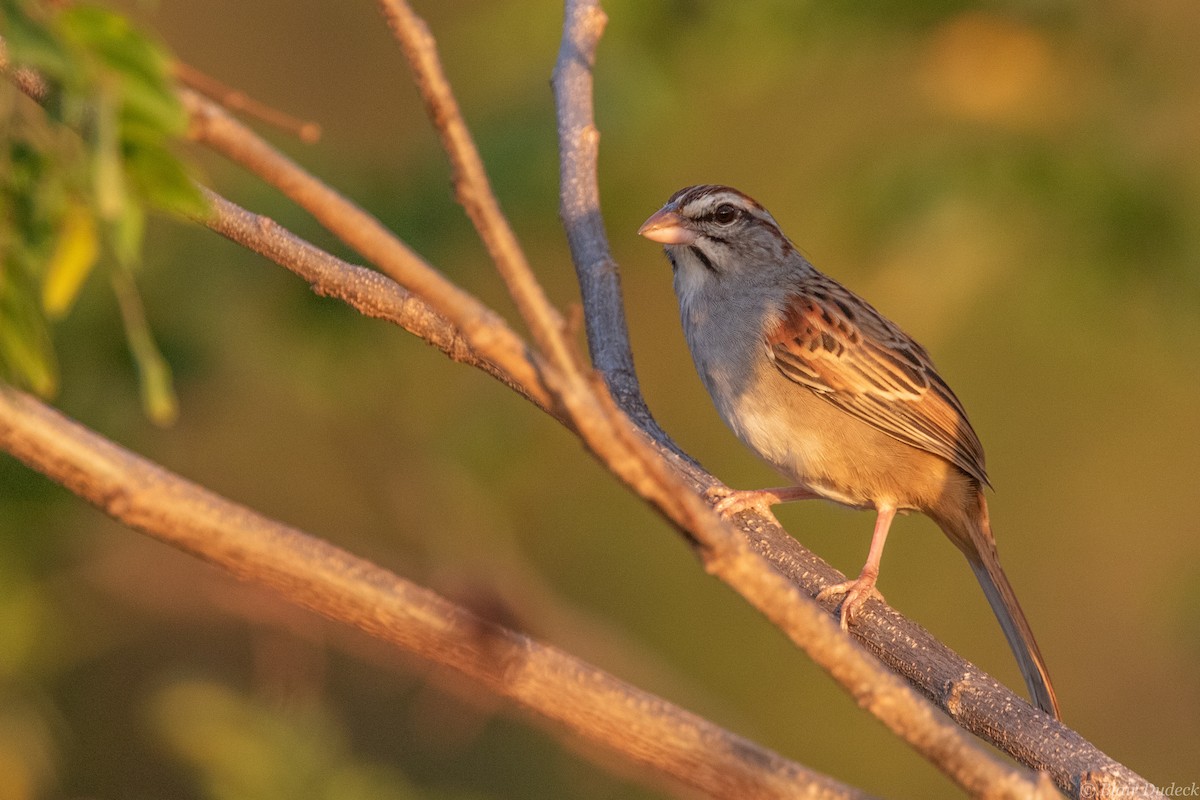 Cinnamon-tailed Sparrow - Blair Dudeck