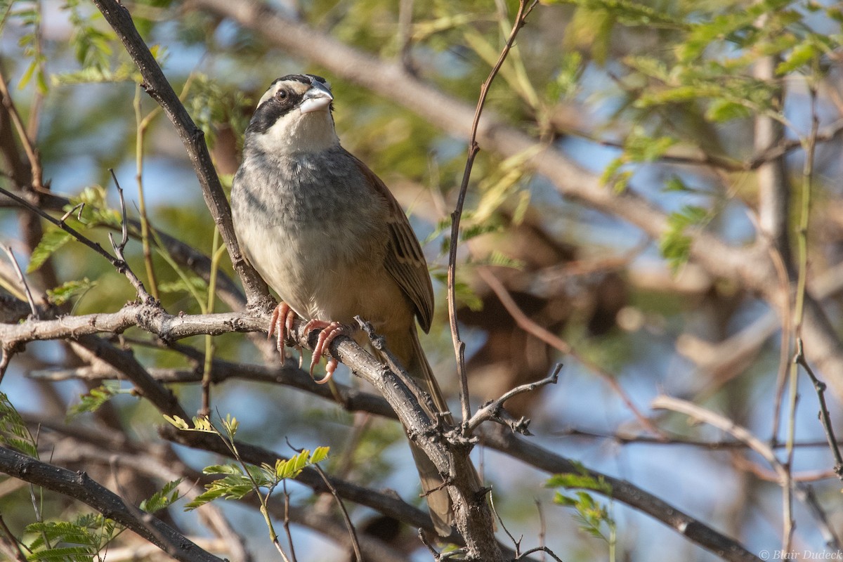Stripe-headed Sparrow - ML213581551
