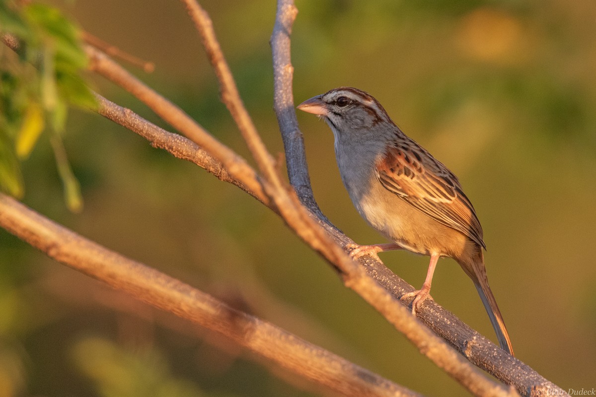 Cinnamon-tailed Sparrow - Blair Dudeck