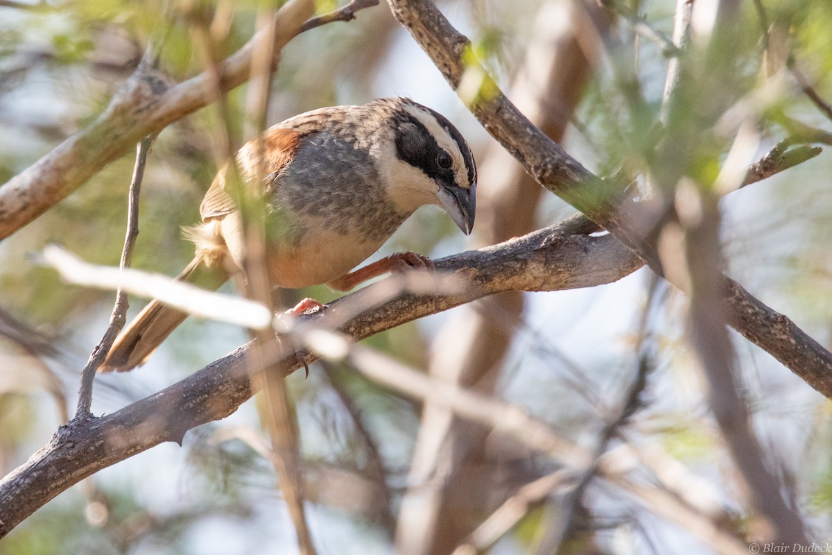 Stripe-headed Sparrow - Blair Dudeck