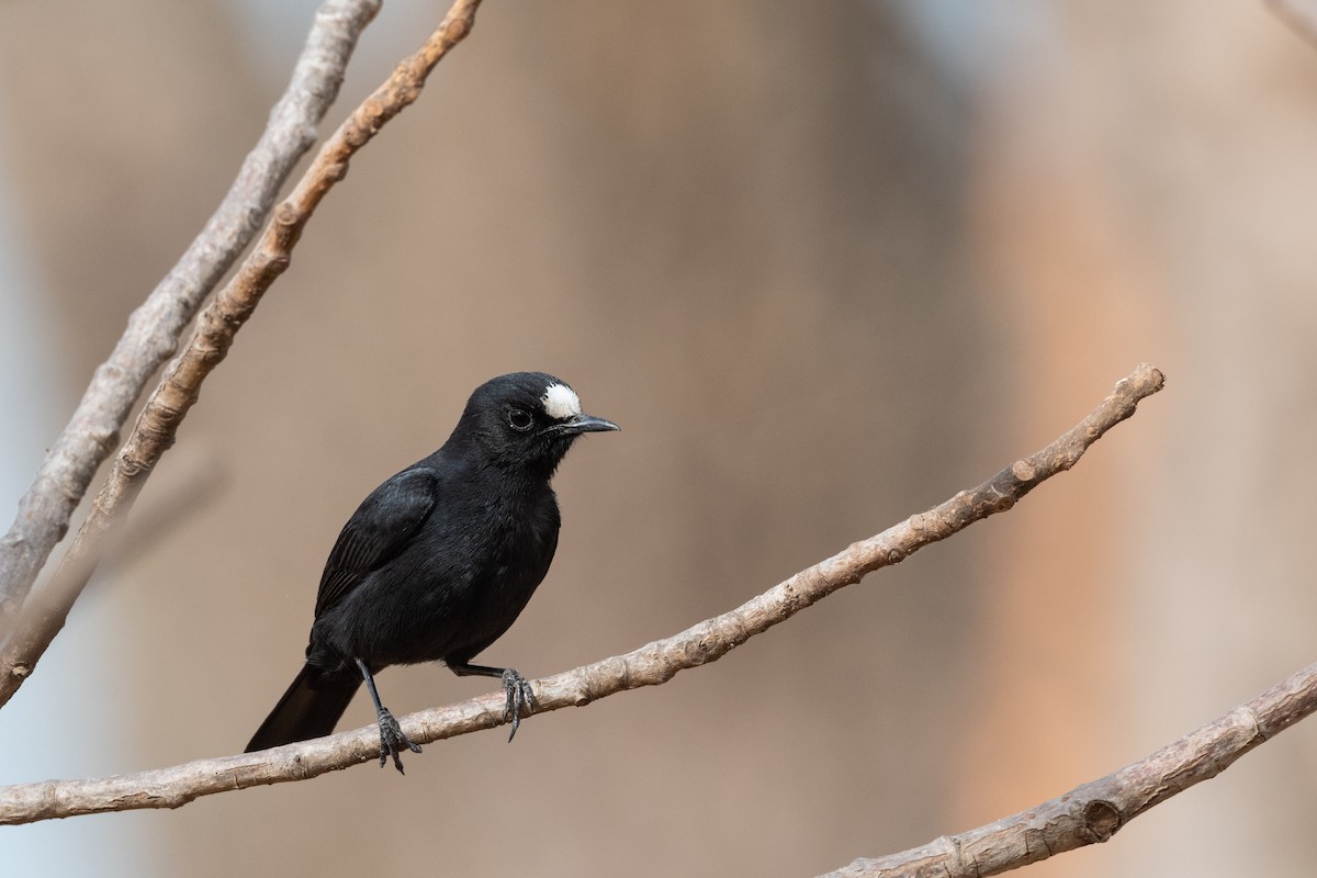 White-fronted Black-Chat - Hans Norelius