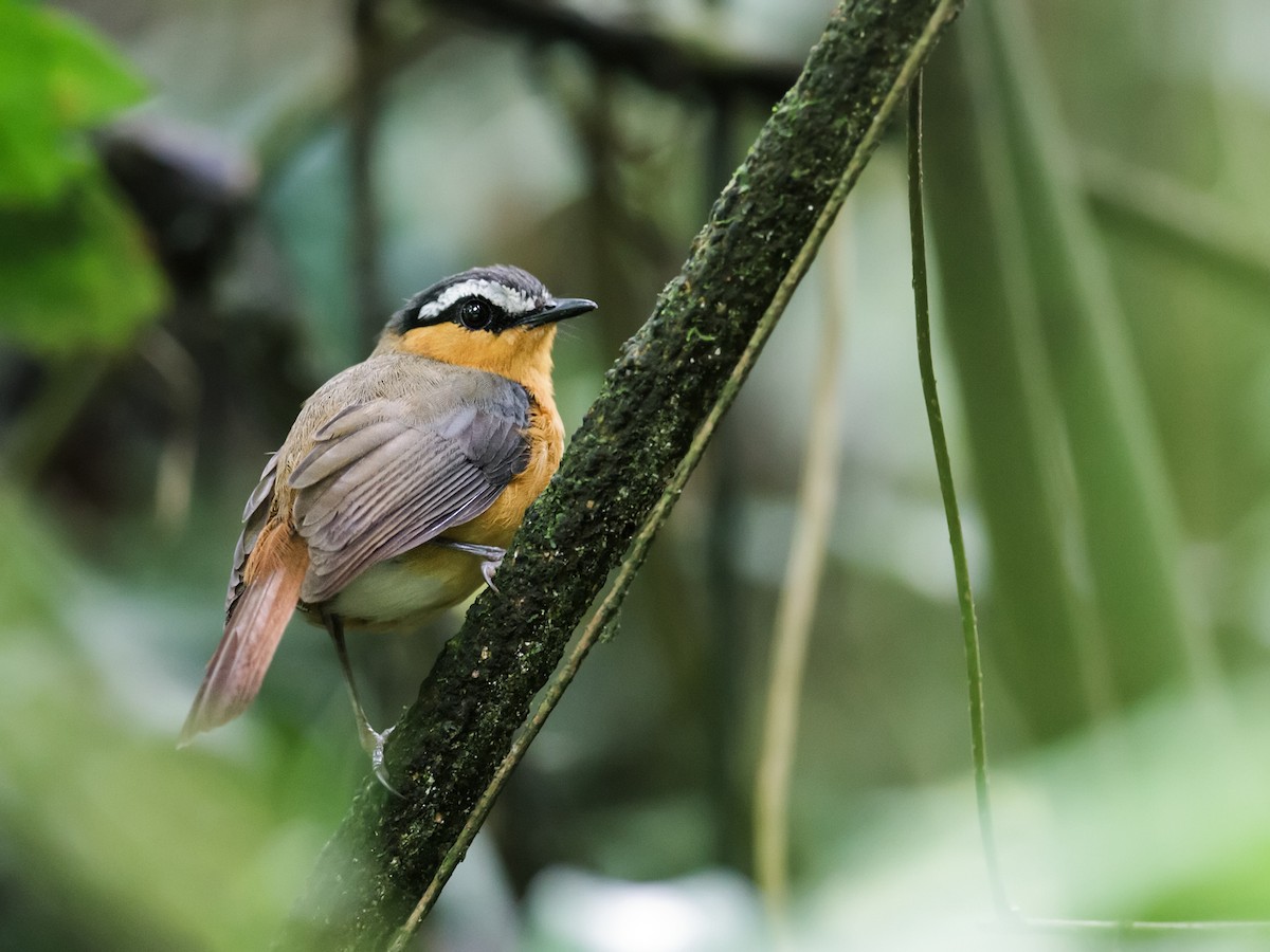 Gray-winged Robin-Chat - Nick Athanas