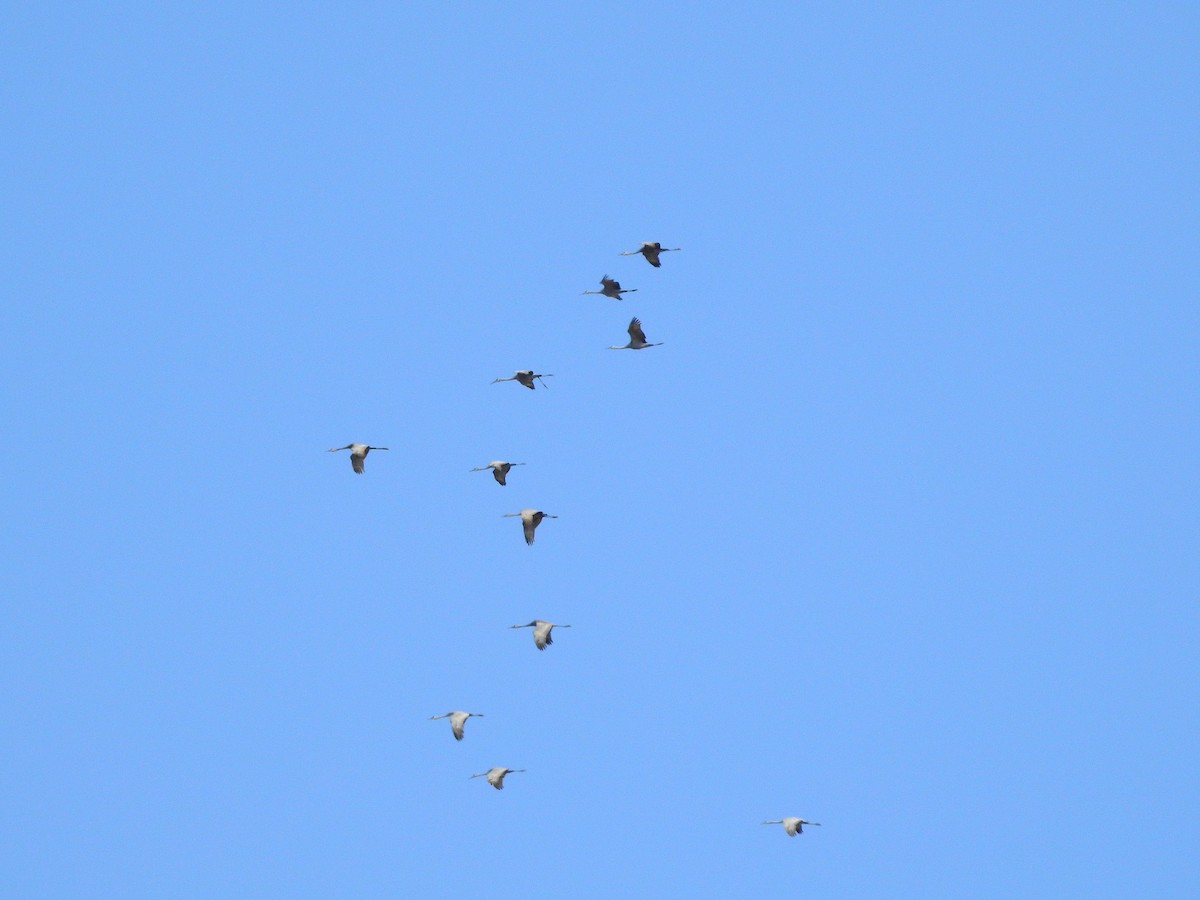 Sandhill Crane - ML213584491