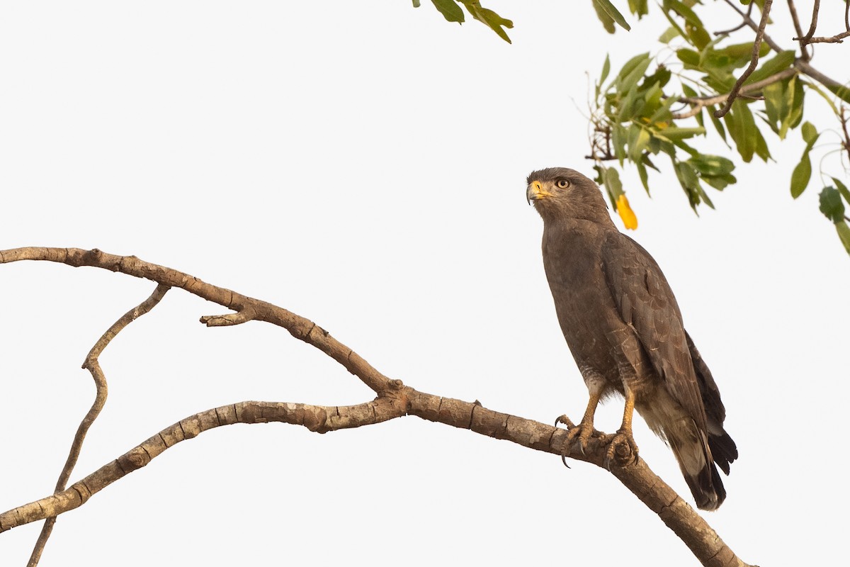 Banded Snake-Eagle - ML213585041